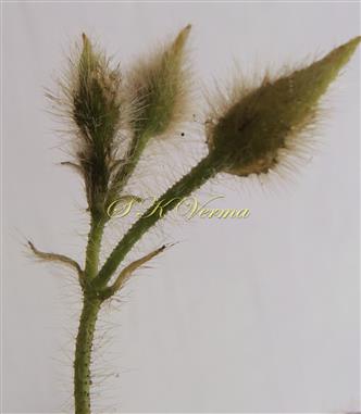  Inflorescence-Cymose